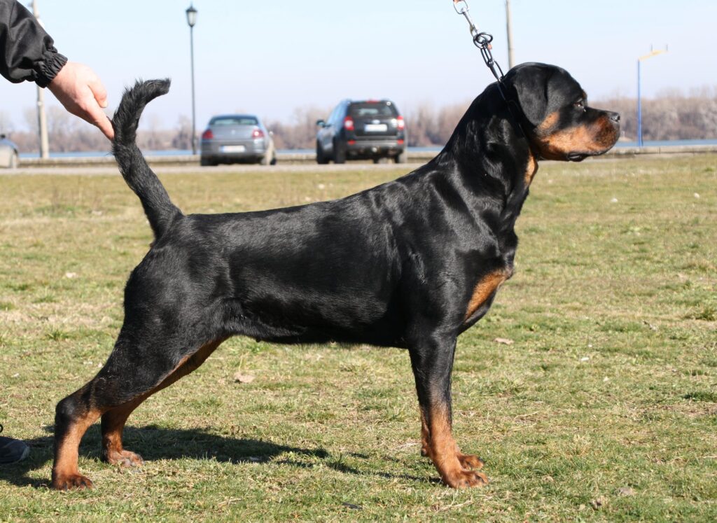 Rottweiler dog training outdoors
