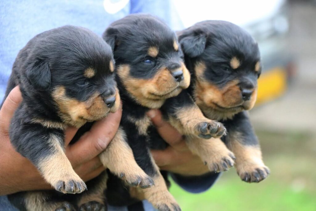 “Rottweiler dogs walking on leash with owner”