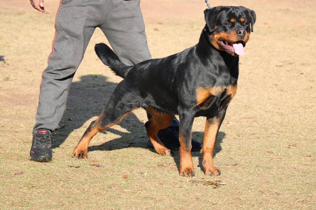 “Rottweiler dog learning sit command”