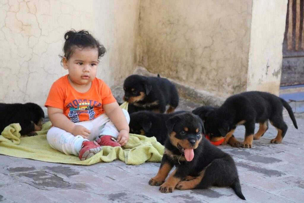 How to train Rottweiler Dogs 2025