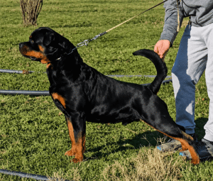 klaus