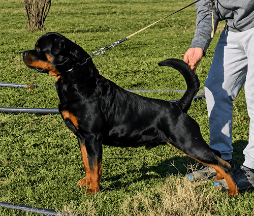 klaus